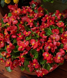 img-1: Бегония вечноцветущая Топспин Скарлет [1000 драже] - ООО «Семена Тут»
