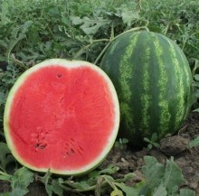 Арбуз Бонта F1 - ООО «Семена Тут»
