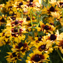 img-1: Рудбекия Денвер Дейзи [1000 драже] - ООО «Семена Тут»