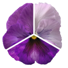 Виола крупноцветковая Инспайер Плюс Лавендер блотч Шейдес [1000 шт] - ООО «Семена Тут»