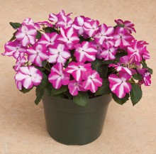 img-1: Бальзамин Акцент Премиум Виолет Стар [100 шт] - ООО «Семена Тут»