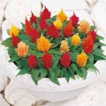 Целозия перистая Юката Микс [1000 шт] - ООО «Семена Тут»