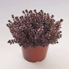 img-1: Седум ложный Вуду [1000 драже] - ООО «Семена Тут»