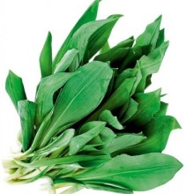 Черемша Медвежонок - ООО «Семена Тут»