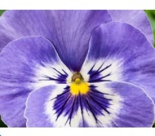 Виола крупноцветковая Селло Дип Марина [1000 шт] - ООО «Семена Тут»