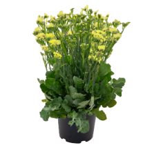 img-1: Статица Хипстер Еллоу [1000 шт] - ООО «Семена Тут»