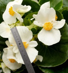 img-1: Бегония гибридная Топхэт Вайт [1000 драже] - ООО «Семена Тут»