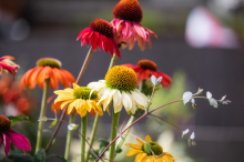 img-1: Эхинацея Поллинейшн микс [250 шт] - ООО «Семена Тут»