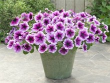 img-2: Петуния ампельная Опера Парпл Вейн [1050 драже] - ООО «Семена Тут»