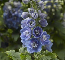 Дельфиниум высокий Дельфина Лайт блю Вайт Би [250 шт] - ООО «Семена Тут»