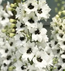 Дельфиниум высокий Дельфина Вайт Блэк Би [100 шт] - ООО «Семена Тут»