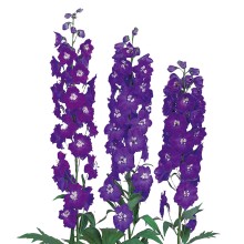 Дельфиниум Кэндл F1 Блю Шейдс [100 шт] - ООО «Семена Тут»