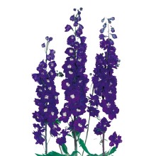 Дельфиниум Кэндл F1 Виолет Шейдс [100 шт] - ООО «Семена Тут»