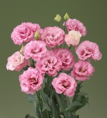 img-1: Эустома Корелли 1 Дип Пинк [500 драже] - ООО «Семена Тут»