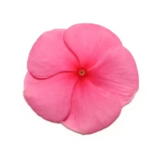 Катарантус Пацифика Пунш [1000 шт] - ООО «Семена Тут»