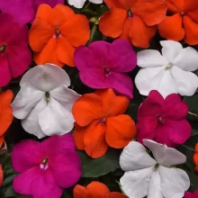 Бальзамин Бикон Микс Линдау [1000 шт] - ООО «Семена Тут»