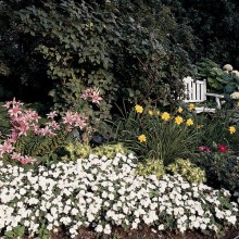 img-1: Бальзамин Супер Элфин F1 Вайт [30 шт] - ООО «Семена Тут»