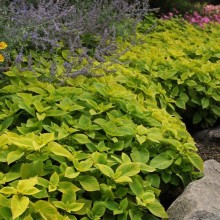 img-3: Колеус Премиум Сан Лайм Делайт [100 драже] - ООО «Семена Тут»