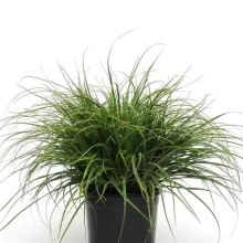 img-1: Ожика Луциус [100 м/драже] - ООО «Семена Тут»