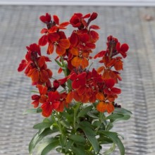 img-1: Лакфиоль (Хейрантус) Шуга Раш Ред [100 шт] - ООО «Семена Тут»