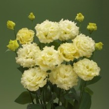 Эустома Корелли СУ 3 Еллоу  [500 драже] - ООО «Семена Тут»