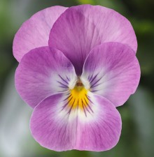 Виола рогатая Дельтини F1 Лавендер Пинк Фейс [1000 шт] - ООО «Семена Тут»