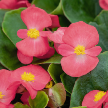 Бегония вечноцветущая Супер Кул Липстик [1000 драже] - ООО «Семена Тут»
