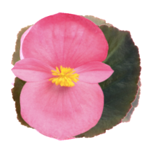 Бегония бенариенсис Биг Роуз бронз Лиф [1000 драже] - ООО «Семена Тут»