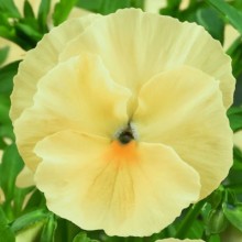 Виола крупноцветковая Экстрада Лемон Шейдз [100 шт] - ООО «Семена Тут»