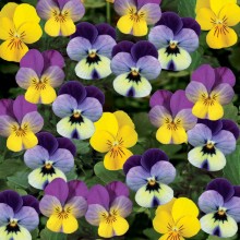 Виола рогатая Эндурио F1 Комплит Микс [1000 шт] - ООО «Семена Тут»