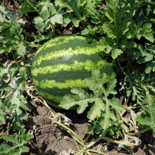 Арбуз Энигма F1 - ООО «Семена Тут»