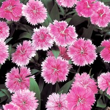 Гвоздика гибридная Телстар Пинк [100 штук] - ООО «Семена Тут»