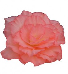 Бегония клубневая Фортун Эприкот Оранж шейдс [1000 драже] - ООО «Семена Тут»