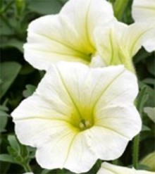 img-1: Петуния ампельная Опера Лемон [1000 драже] - ООО «Семена Тут»