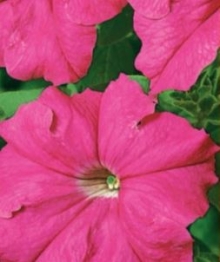 img-1: Петуния грандифлора Фалькон Роуз [5000 шт] - ООО «Семена Тут»