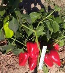 Перец Фаст F1 - ООО «Семена Тут»