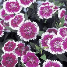 Гвоздика гибридная Телстар Пурпл Пикоти [100 штук] - ООО «Семена Тут»