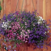 Лобелия плетистая Фонтан смесь - ООО «Семена Тут»