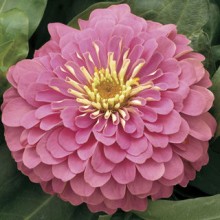 Цинния Магеллан Пинк [1000 шт] - ООО «Семена Тут»