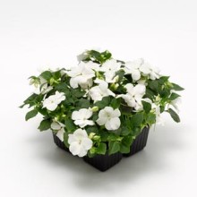 Бальзамин Имара F1 Вайт [1000 шт] - ООО «Семена Тут»