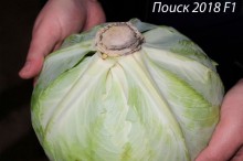 img-1: Капуста белокочанная Поиск 2018 F1 (инкруст. семена) - ООО «Семена Тут»