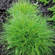 Овсяница Фредди [1000 драже] - ООО «Семена Тут»