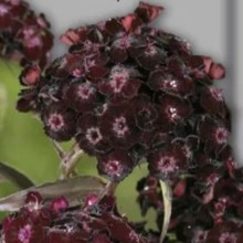 Гвоздика Турецкая Нигриканс - ООО «Семена Тут»