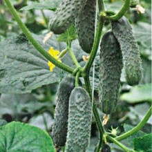 Огурец Ратник F1 - ООО «Семена Тут»