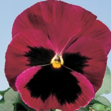 Виола крупноцветковая Экстрада Роуз Шейдс Блотч  [1000 шт] - ООО «Семена Тут»