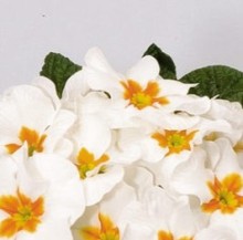 Примула Орион Вайт виз Ай [250 шт] - ООО «Семена Тут»