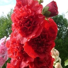 Шток-роза Алая - ООО «Семена Тут»