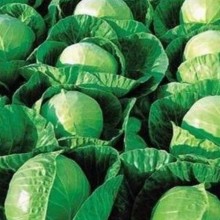 Капуста белокочанная Гермес F1 - ООО «Семена Тут»