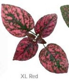 img-1: Гипестис Конфетти XL Ред [1000 шт] - ООО «Семена Тут»