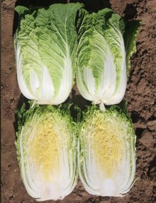 Капуста пекинская Грин Рокет F1 - ООО «Семена Тут»